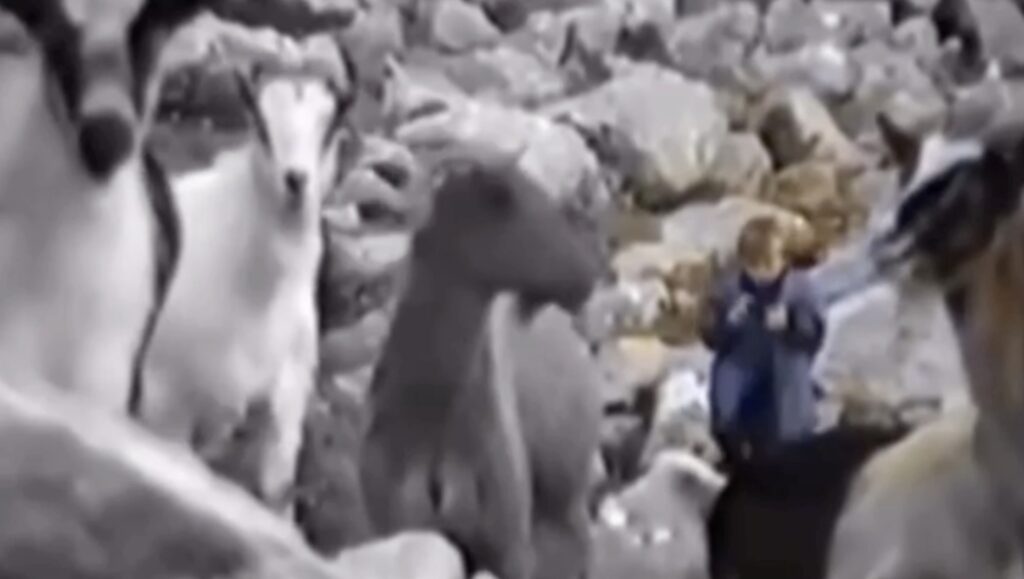 linfanzia-di-modric-a-5-anni-con-il-nonno-era-un-piccolo-pastore-di-capre